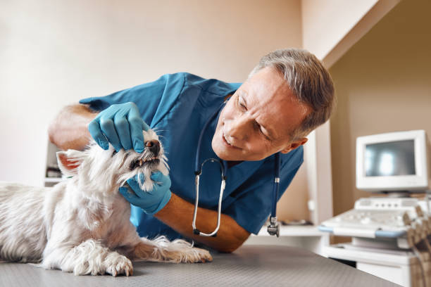 Best Emergency Tooth Extraction in Ciborne, LA